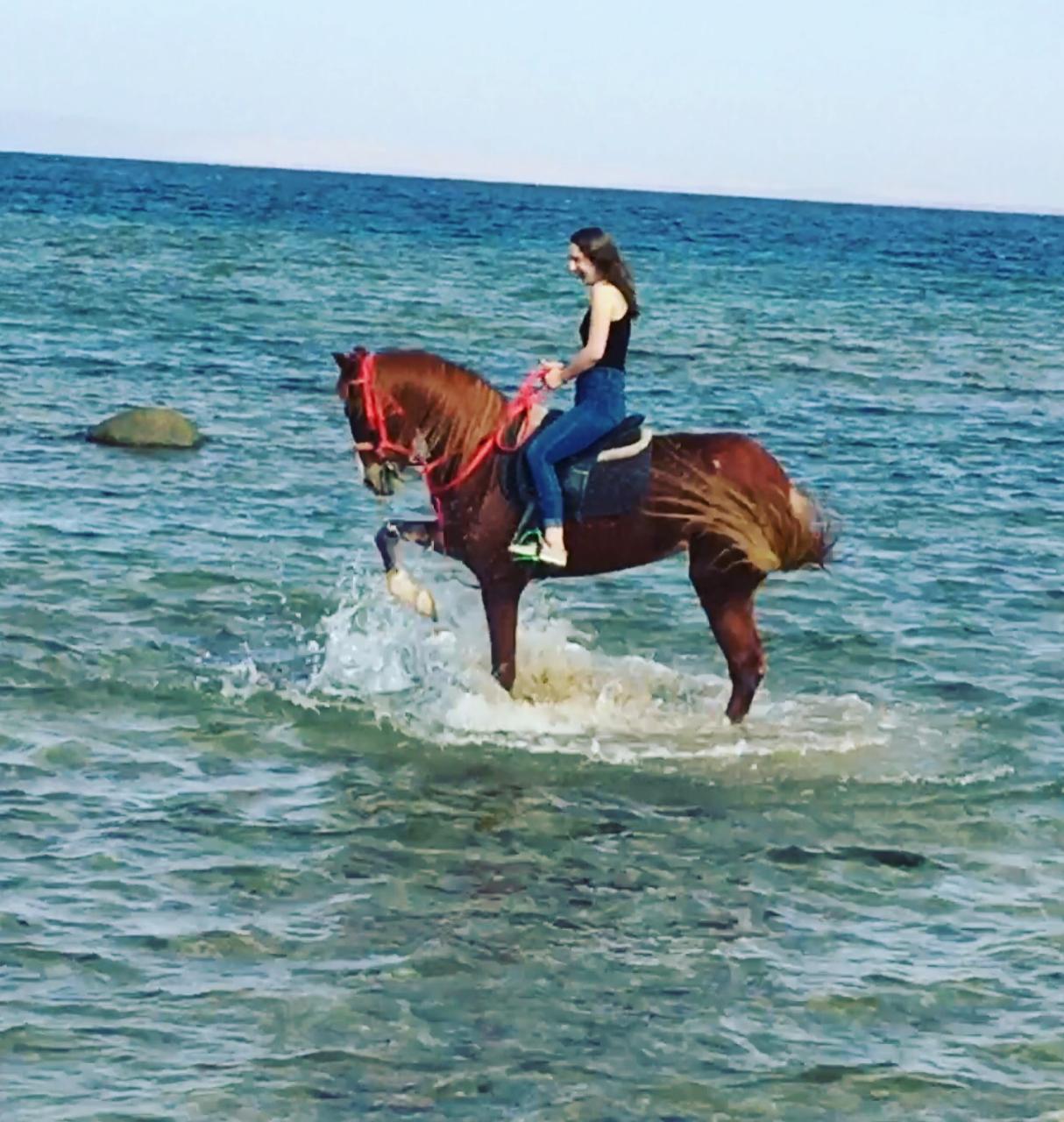 Passeggiata a Cavallo sulla Spiaggia di Sharm El Sheikh  Vivi un'esperienza indimenticabile cavalcando un magnifico cavallo lungo le splendide spiagge di Sharm El Sheikh. Il suono delle onde, la brezza del Mar Rosso e i colori spettacolari del tramonto cr