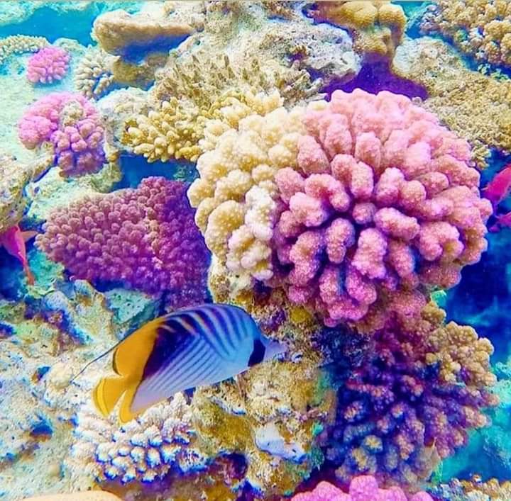 🌟 Motoscafo . Ogni giorno 🌞 Per un'ora, o due o tre ore come vuoi 👇 